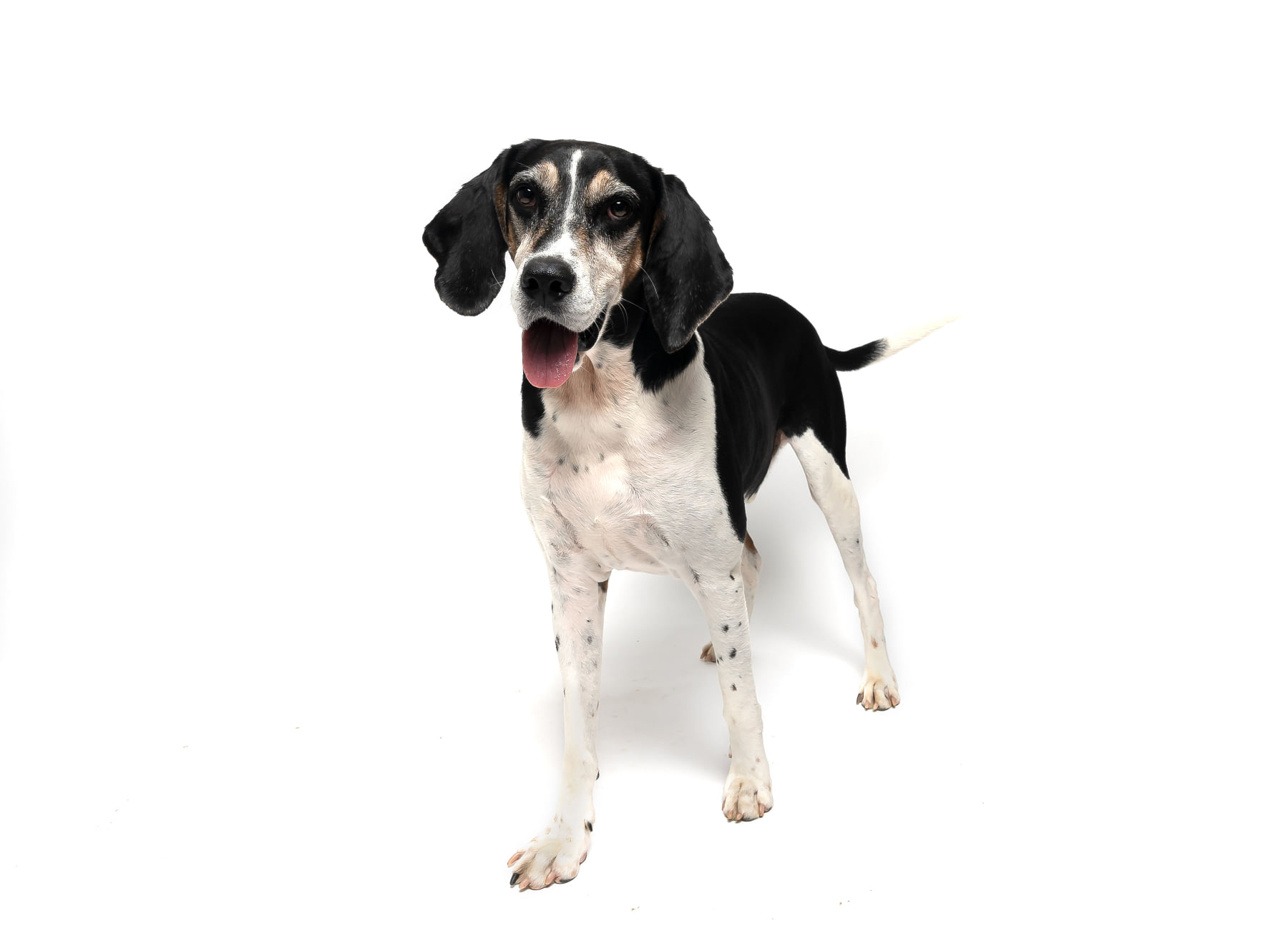 Black and white dog posing for photo.